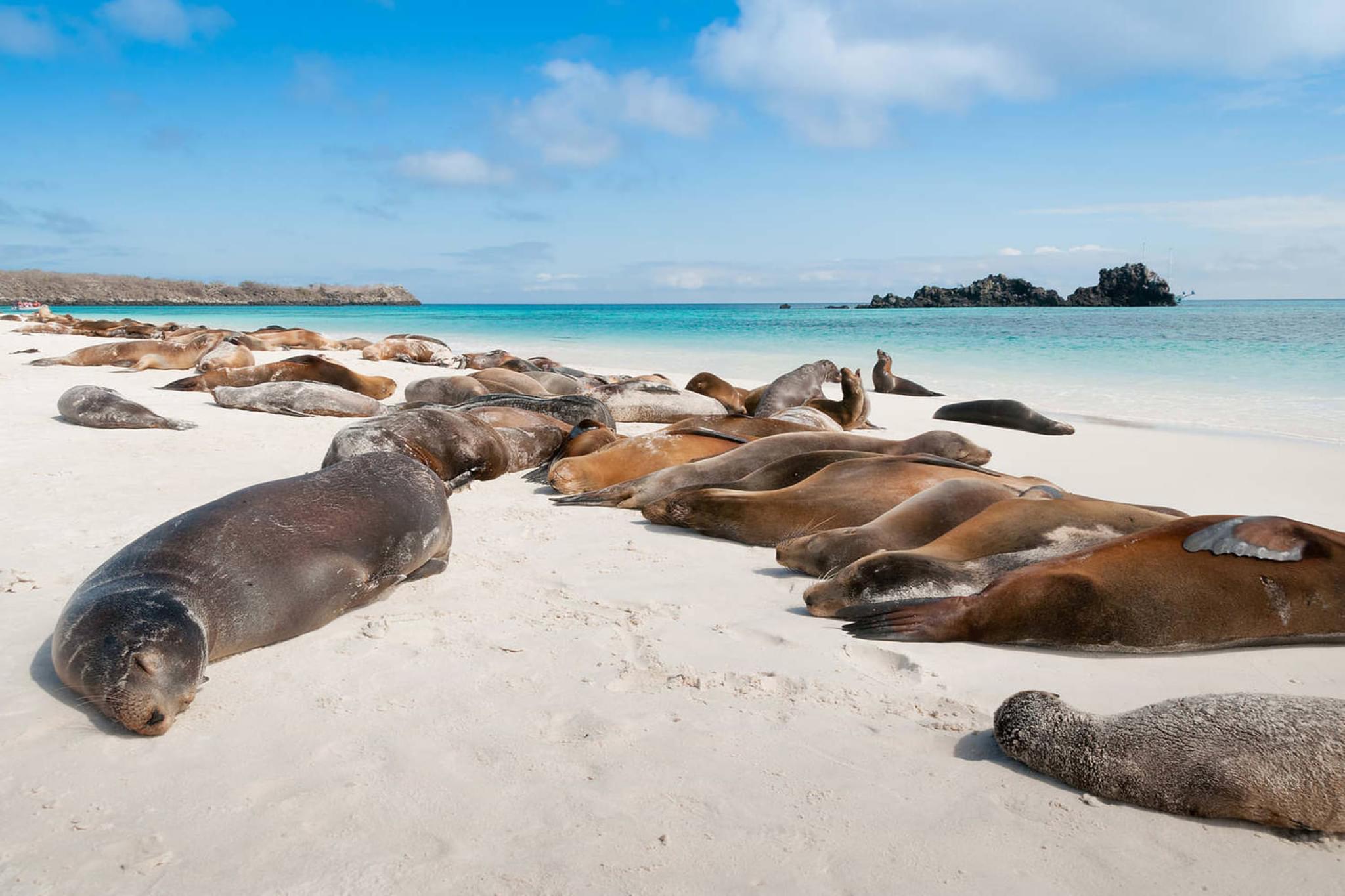 Ecuador galapagos islands espanola island galapagos with many sea lions sleeping on a beach
