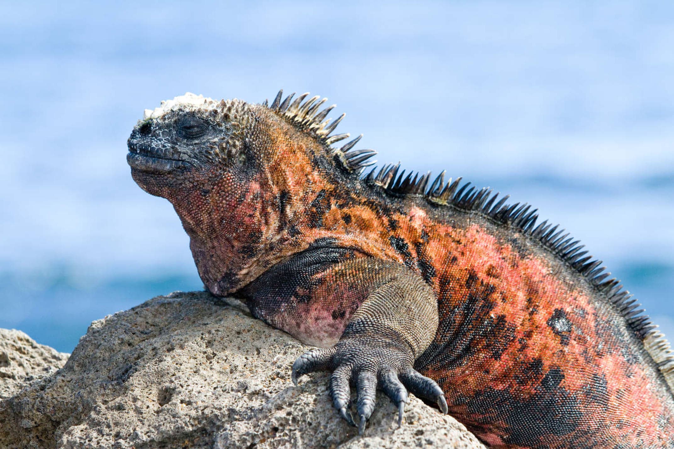 Ecuador galapagos islands galapagos marine iguana amblyrhynchus cristatus
