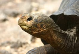 Ecuador galapagos islands giant tortoise profile