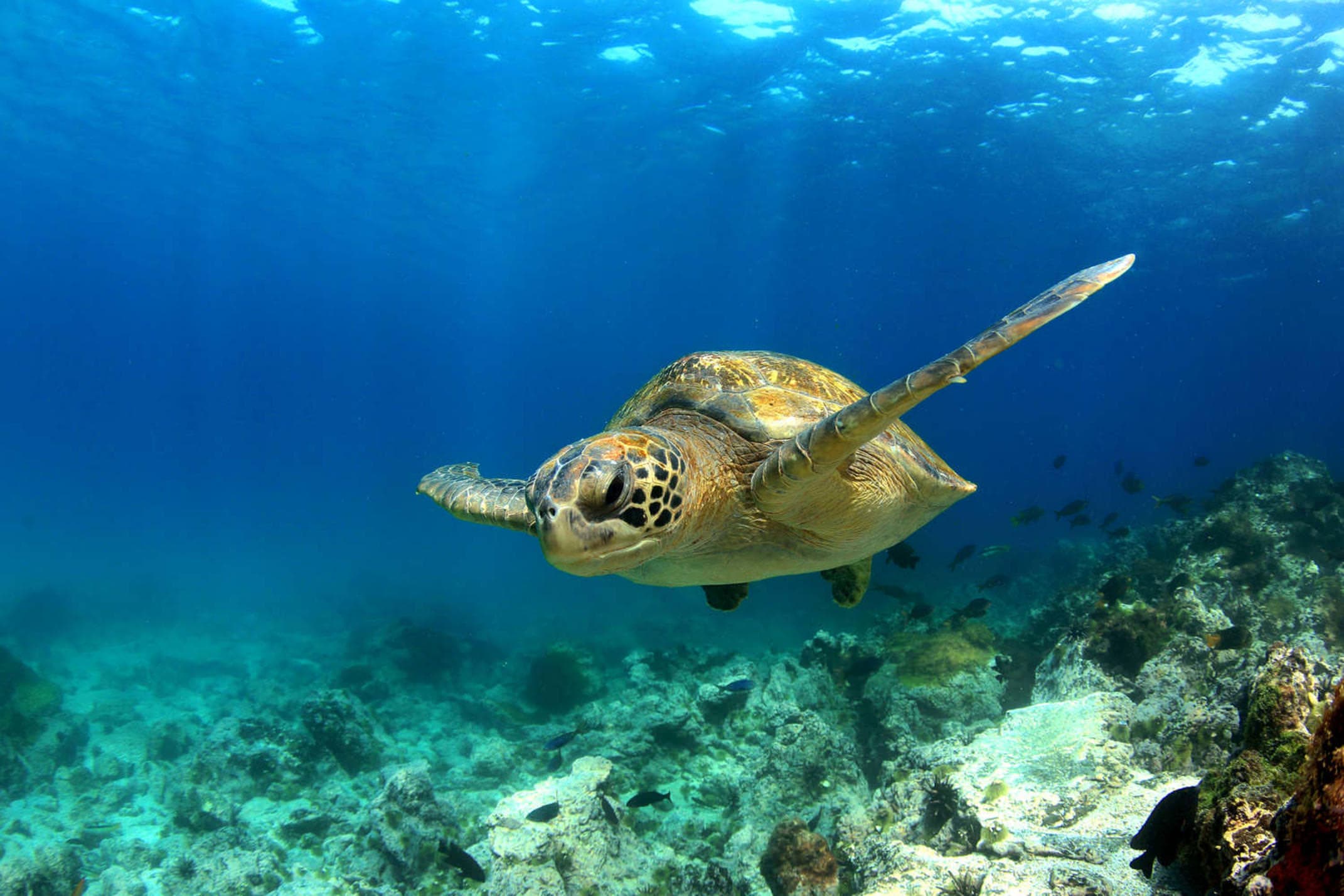 Ecuador galapagos islands green sea turtle swimming underwater