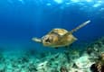 Ecuador galapagos islands green sea turtle swimming underwater20180829 76980 windbn