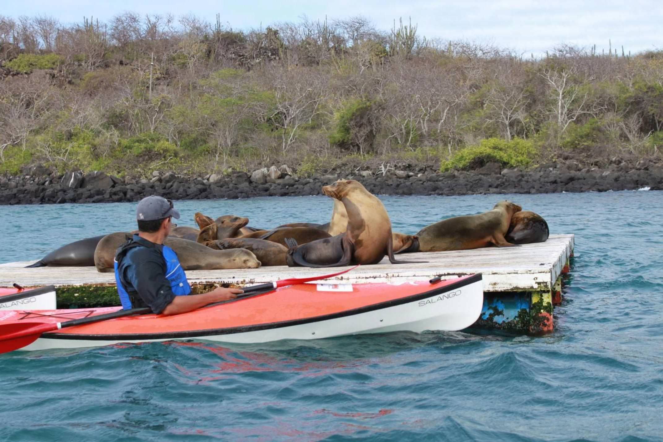 Ecuador galapagos islands land based galapagos kayak alongside sea lions20180829 76980 1blhzzh