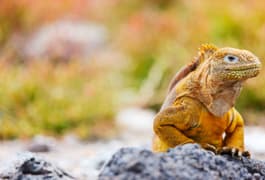 Ecuador galapagos islands land iguana endemic to the galapagos islands ecuador