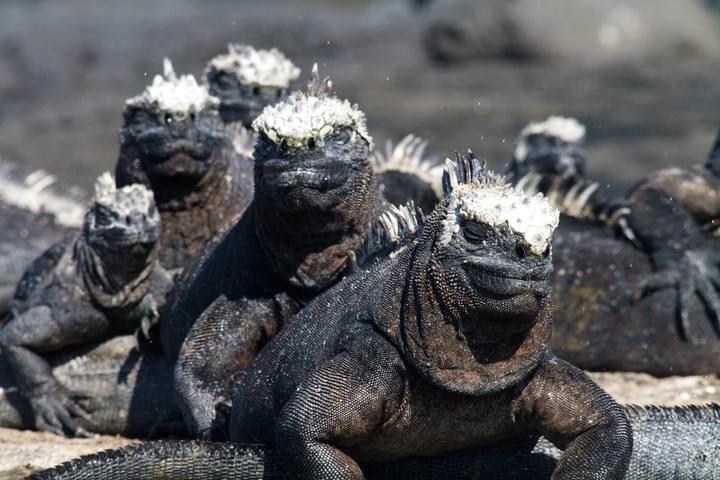 Ecuador galapagos islands marine iguana pile up fernandina island