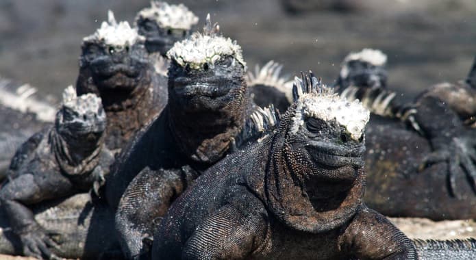 Ecuador galapagos islands marine iguana pile up fernandina island