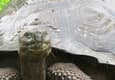 Ecuador galapagos islands santa cruz giant tortoise grassy nose