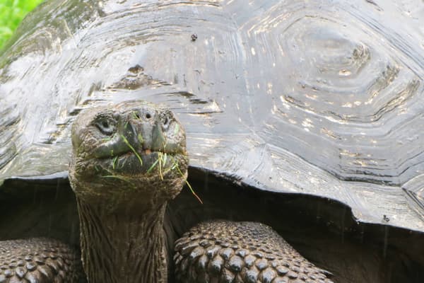 Ecuador galapagos islands santa cruz giant tortoise grassy nose