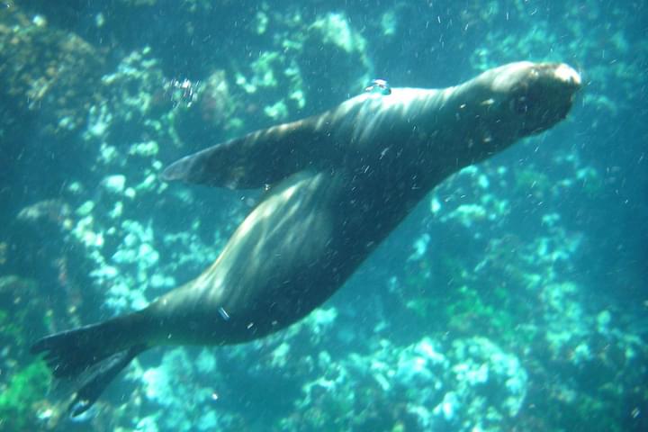 Ecuador galapagos islands sea lion bubbles