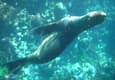 Ecuador galapagos islands sea lion bubbles