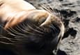Ecuador galapagos islands sleeping fur seal