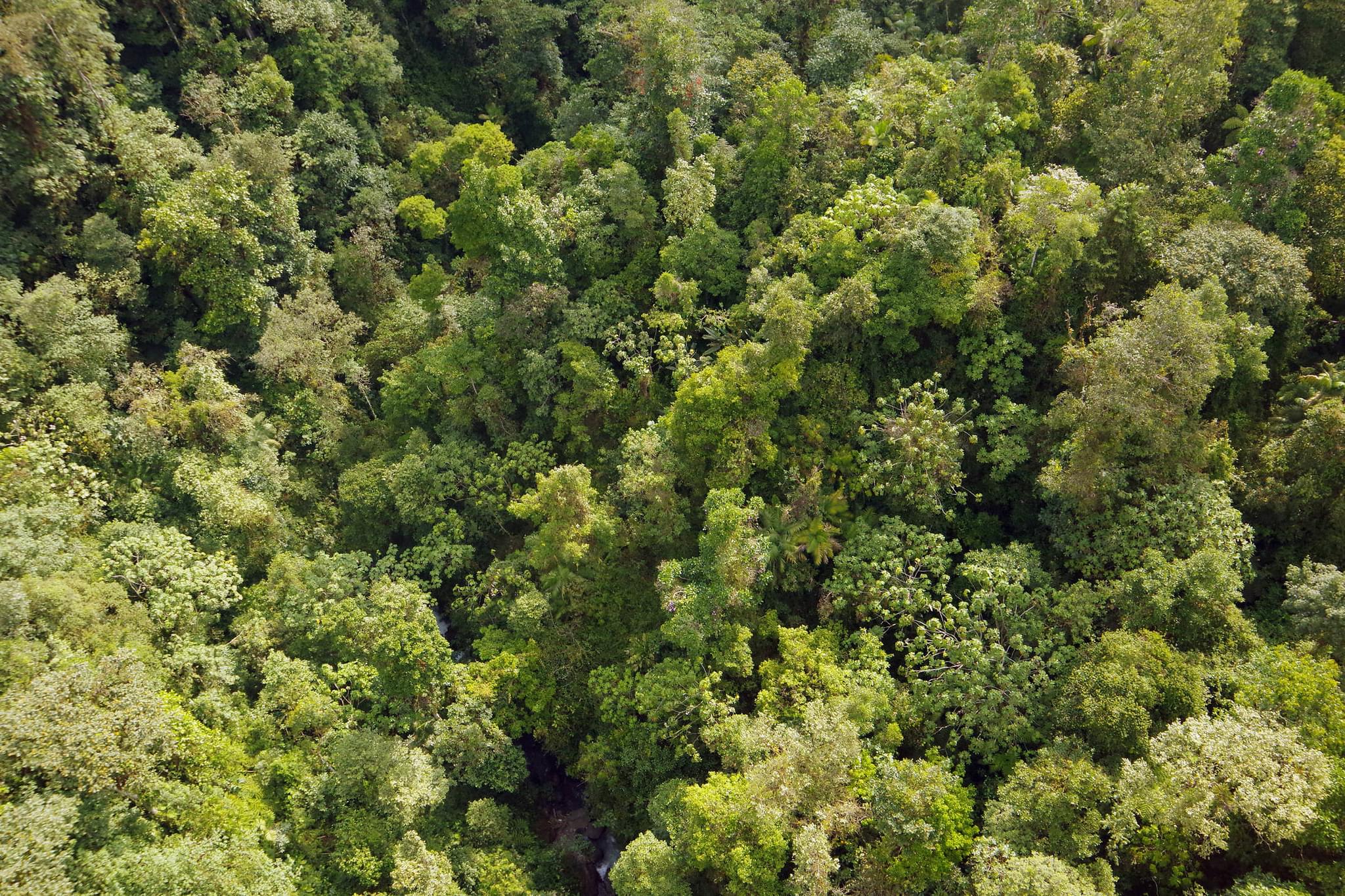 Ecuador mindo cloud forest canopy chris bladon