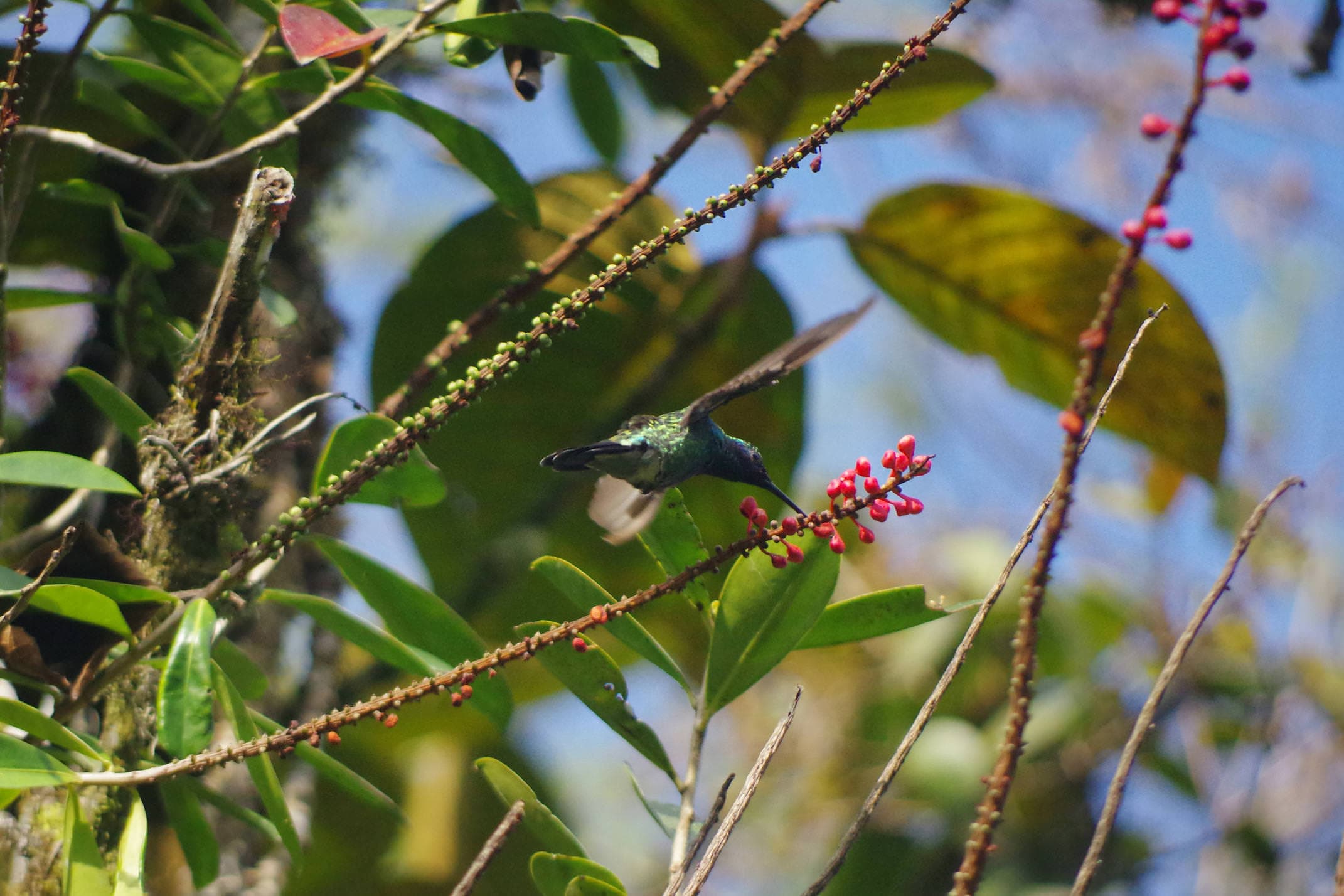 Ecuador mindo hummingbird 2 chris bladon