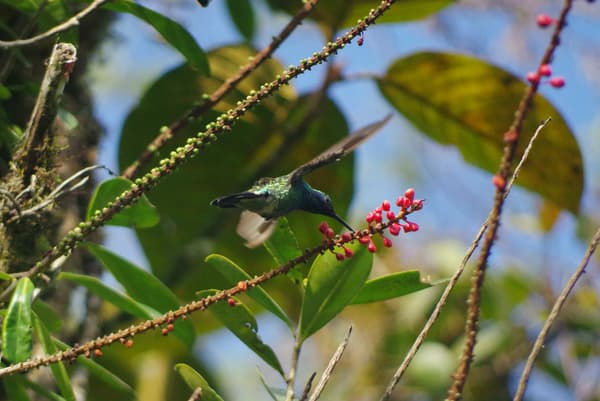Ecuador mindo hummingbird 2 chris bladon