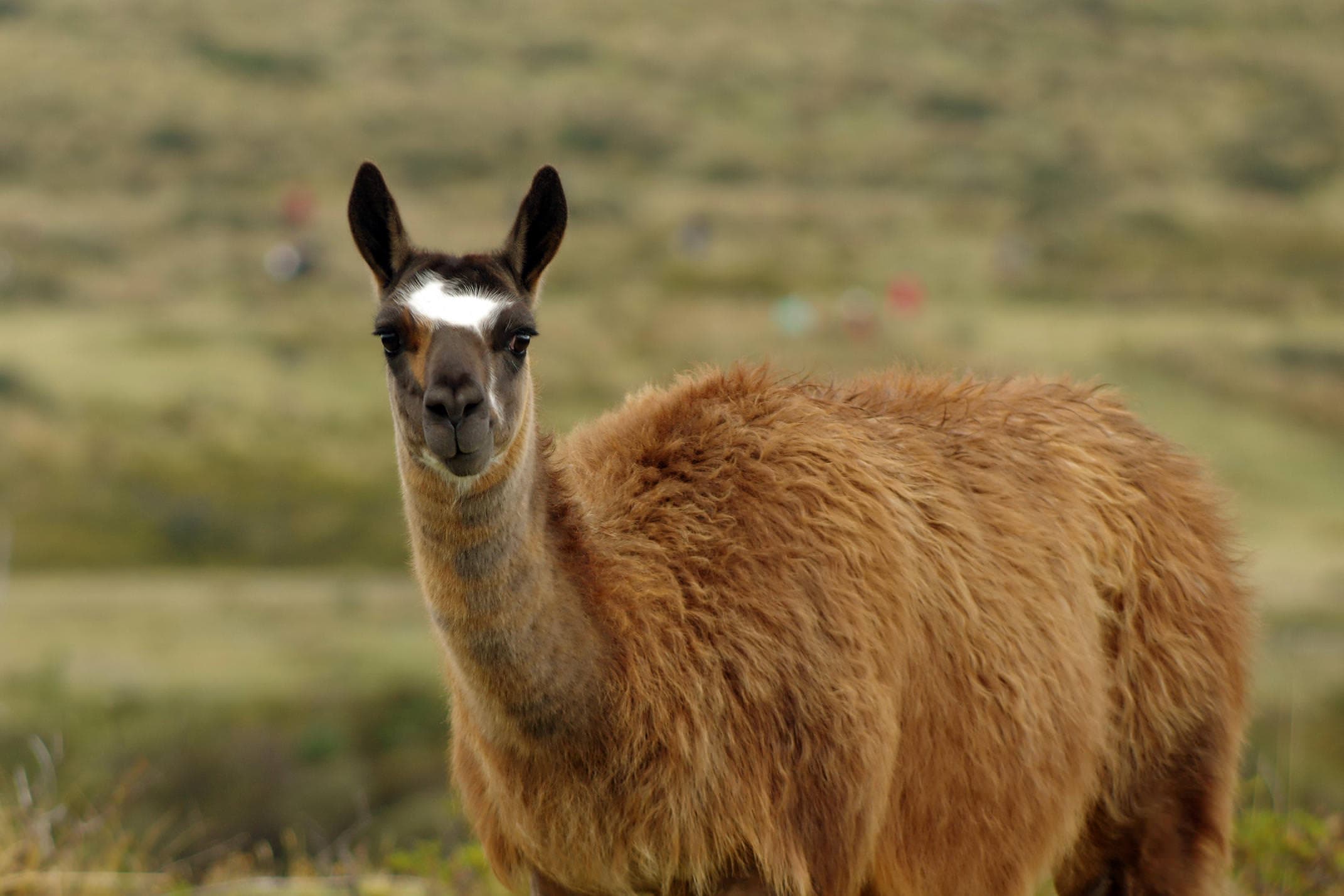 Ecuador cotopaxi curious llama chris b
