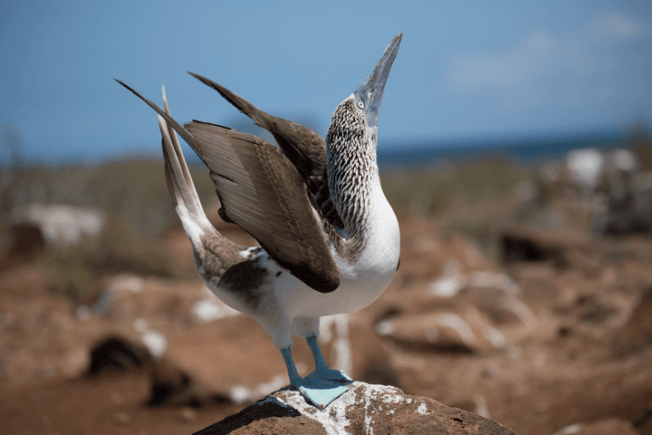 Galapagos blue footed boobies mating dance c canva