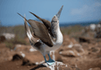Galapagos blue footed boobies mating dance c canva