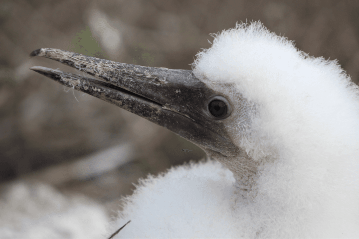 Galapagos blue footed booby chick c canva