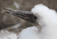 Galapagos blue footed booby chick c canva
