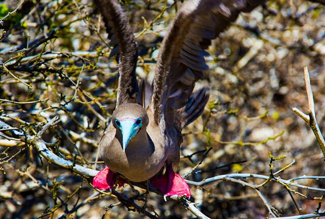 Galapagos genovesa red footed booby c latin trails