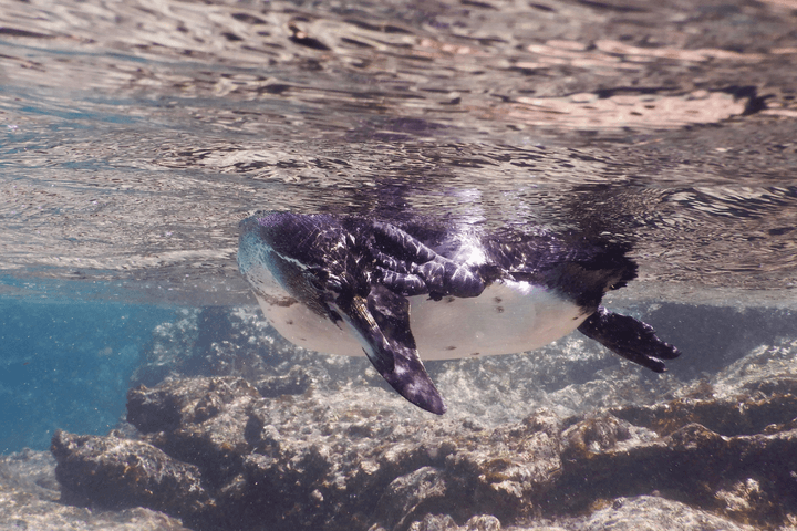 Galapagos penguin c canva