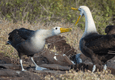 Galapagos waved albatross mating dance c canva