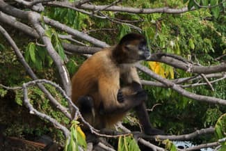 Nicaragua granada isletas howler monkey sitting in tree CROPPED