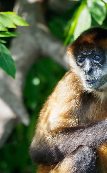 Nicaragua granada spider monkey close up