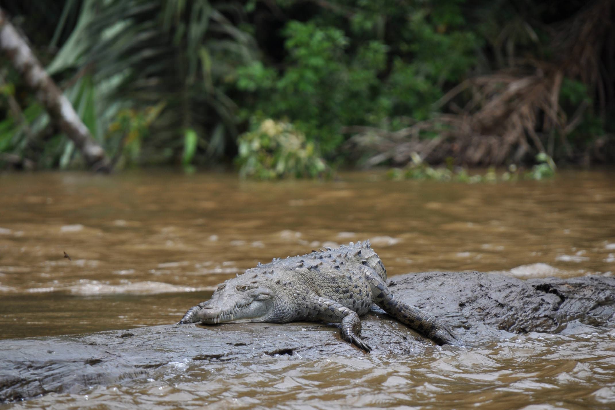 Nicaragua lake nicaragua alligator on log c robin van olderon