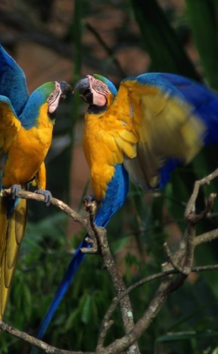 Peru amazon blue yellow macaws