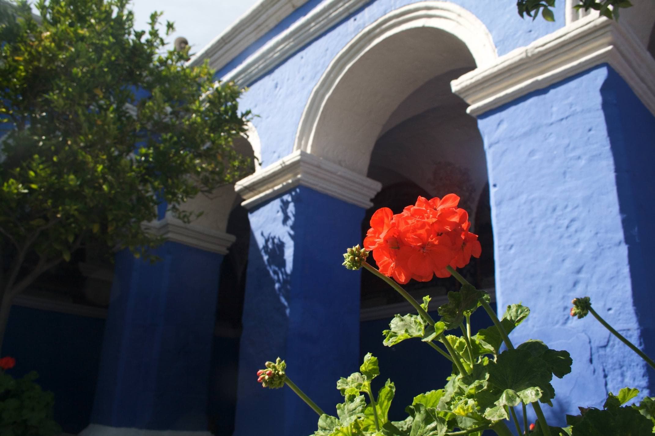 Peru arequipa geranium against blue wall of santa catalina convent