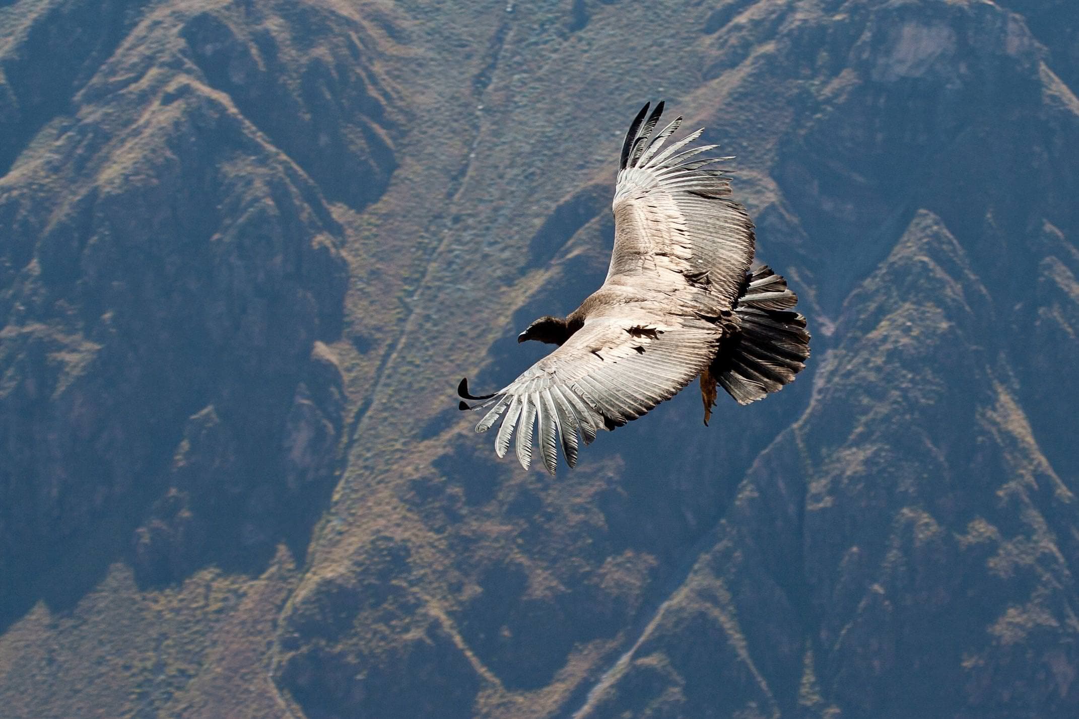 Peru colca condor flying