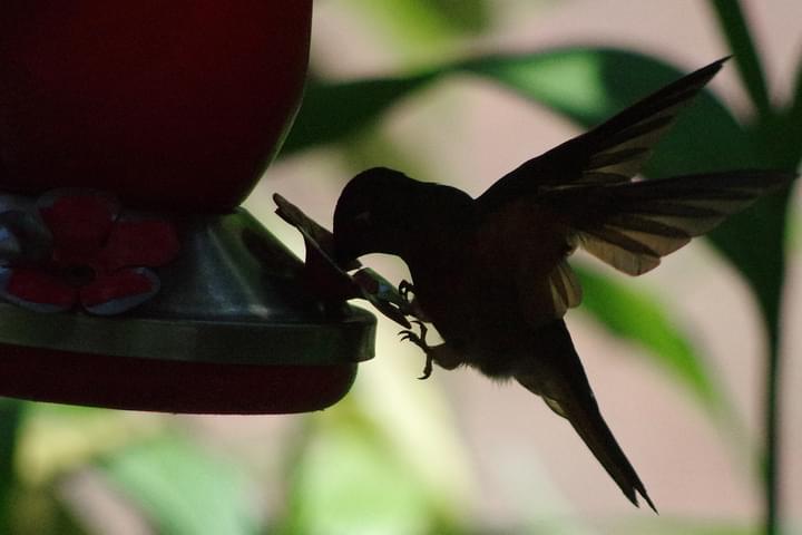 Peru machu picchu birdwatching 1 c chris bladon