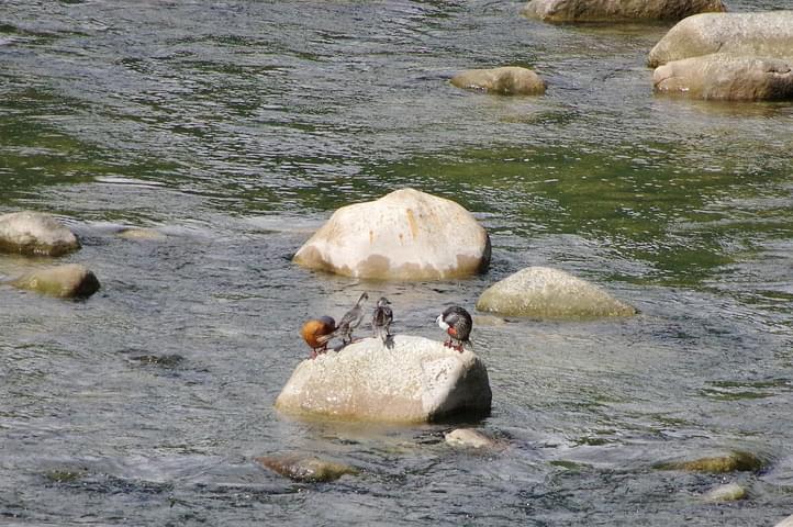 Peru machu picchu birdwatching 11 c chris bladon