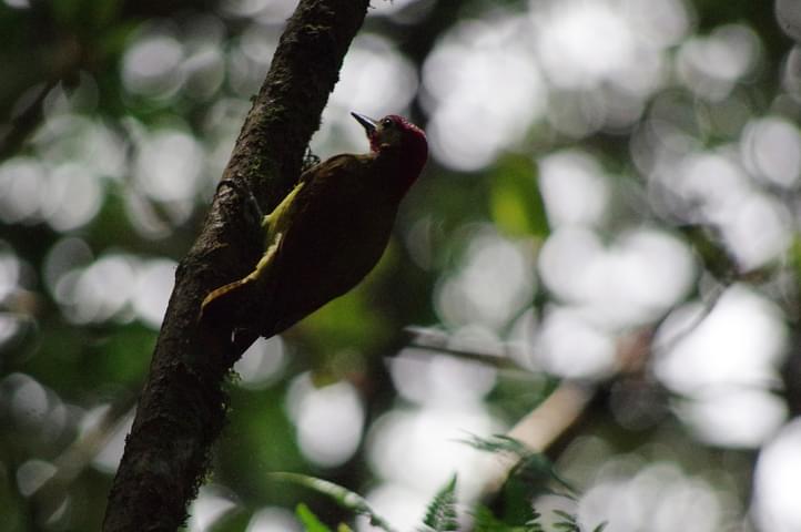 Peru machu picchu birdwatching 13 c chris bladon