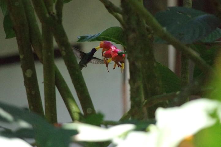 Peru machu picchu birdwatching 15 c chris bladon