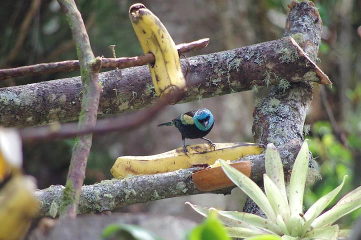 Peru machu picchu birdwatching 16 c chris bladon