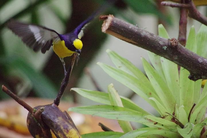 Peru machu picchu birdwatching 2 c chris bladon