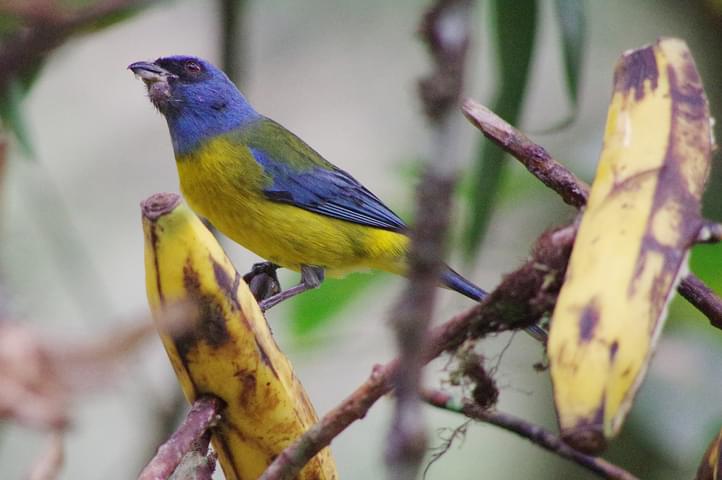 Peru machu picchu birdwatching 3 c chris bladon