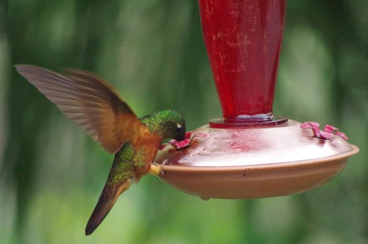 Peru machu picchu birdwatching 4 c chris bladon