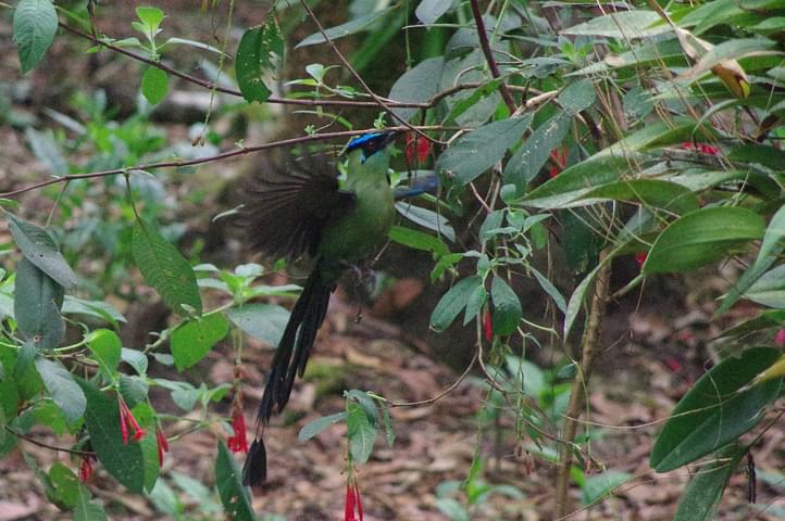 Peru machu picchu birdwatching 6 c chris bladon