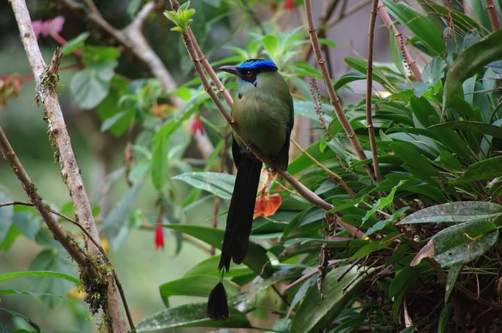 Peru machu picchu birdwatching 7 c chris bladon