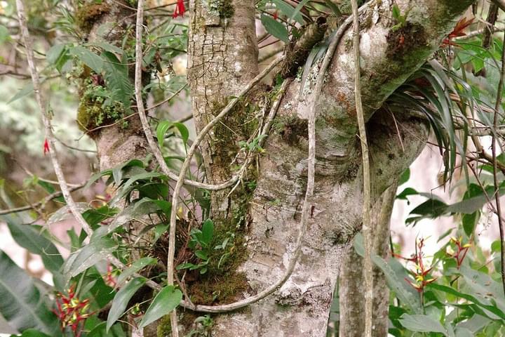 Peru machu picchu birdwatching 9 c chris bladon