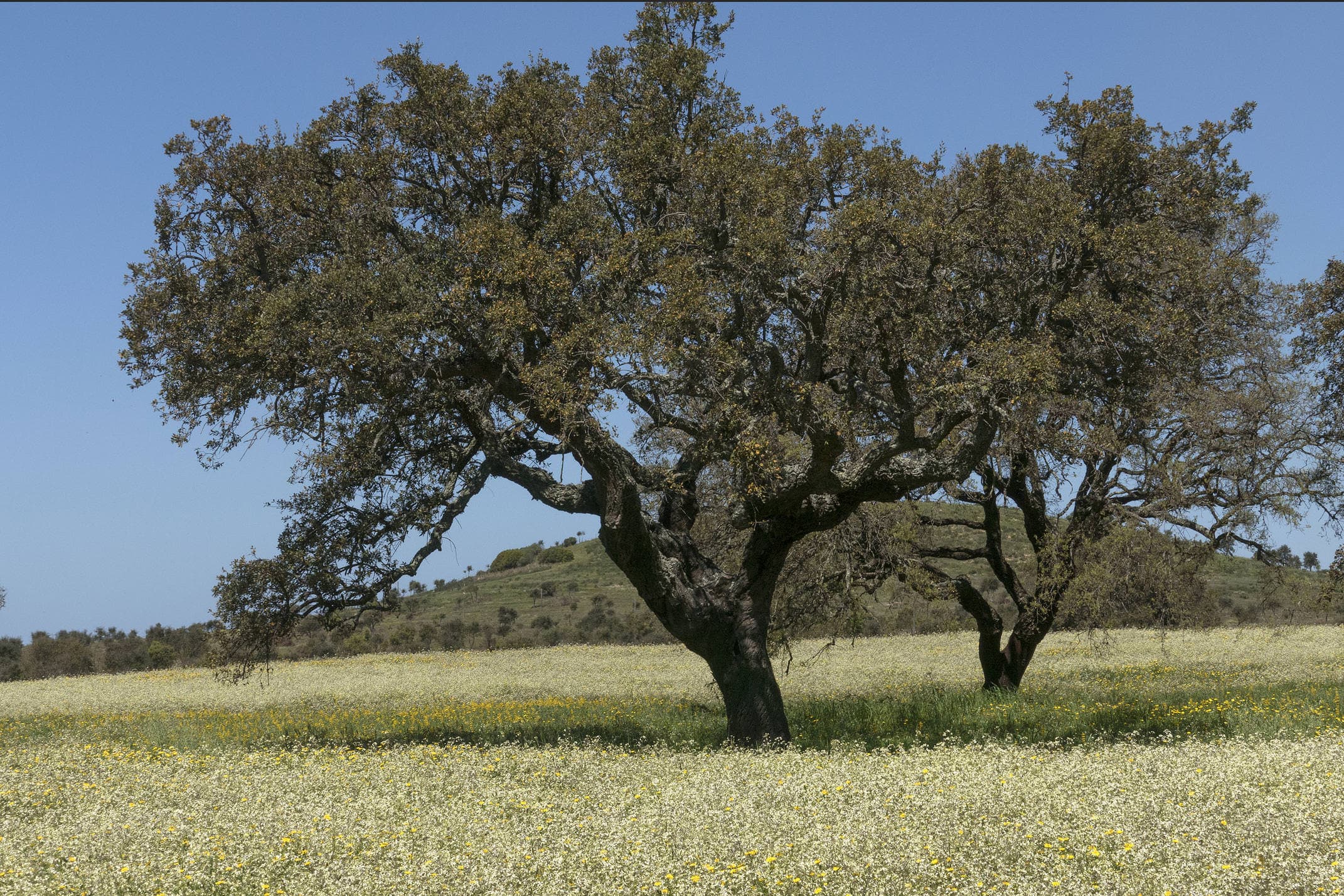 Portugal alentejo costa vicentina flowers cork oaks spring montado