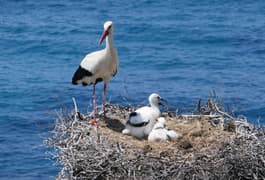 Portugal alentejo costa vicentina stork chicks pixabay
