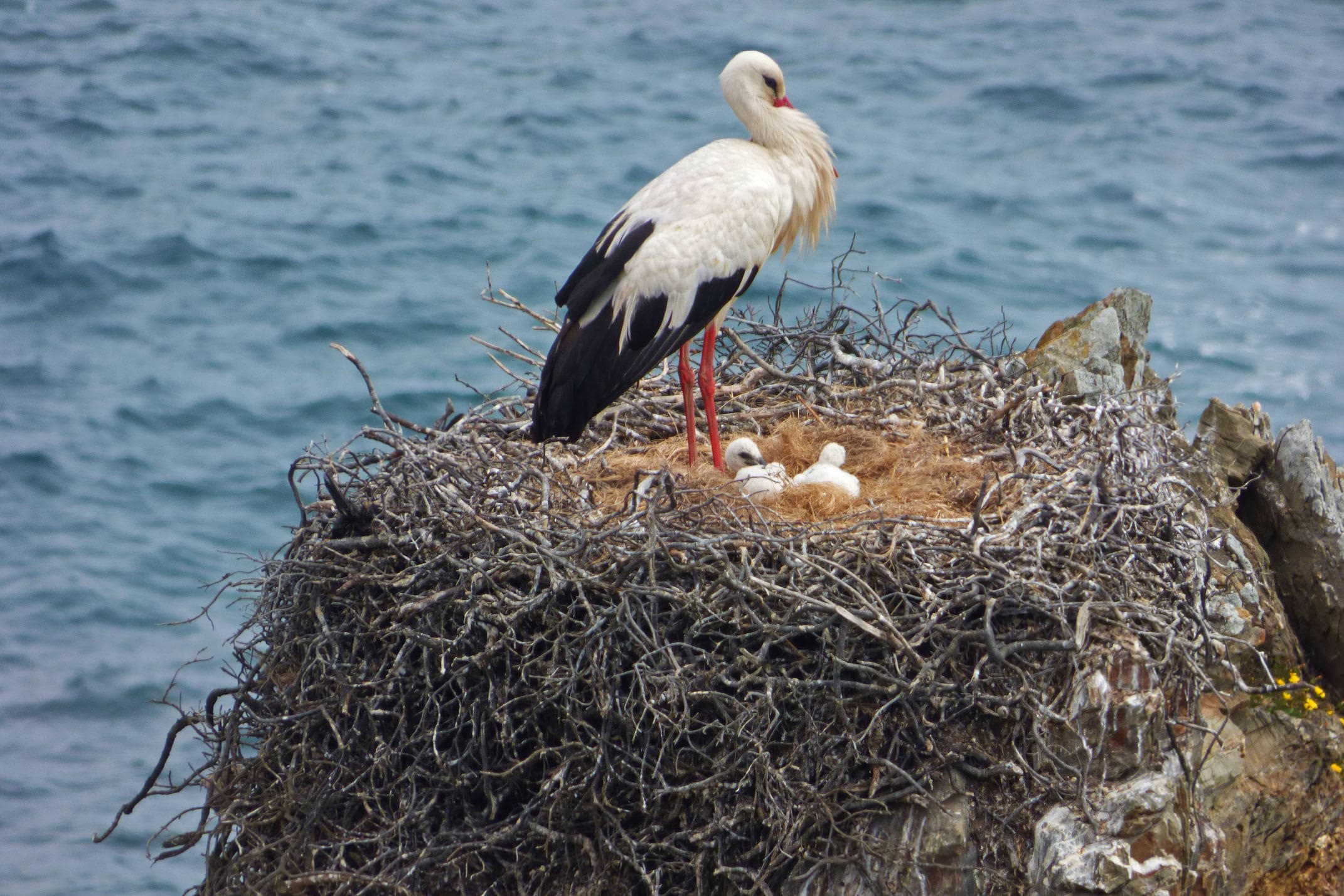 Portugal alentejo rota vicentina cliff stork nest chicks c diego pura