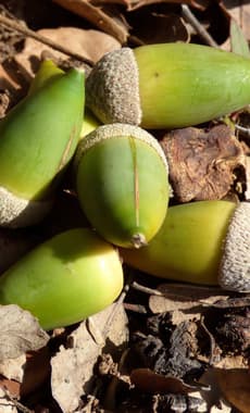 Spain andalucia aracena hills acorns