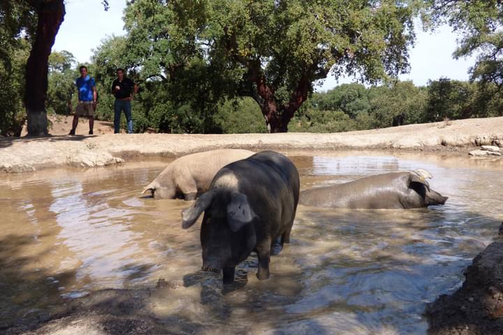Spain andalucia aracena hills bathing pigs at jamones eiriz