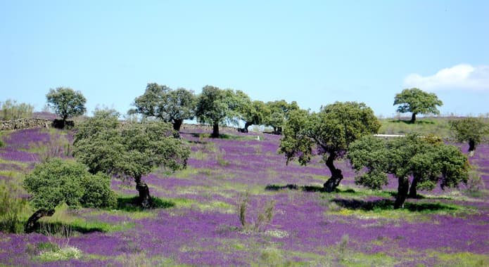 Spain andalucia aracena purple flowers dehesa