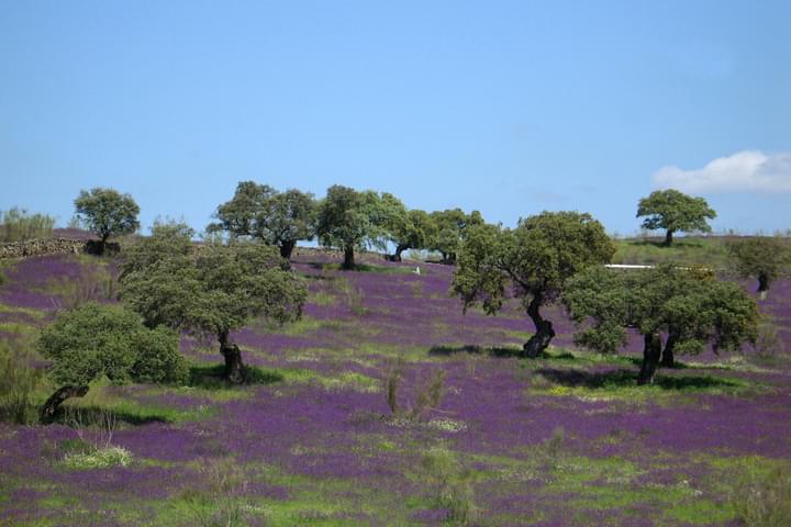 Spain andalucia blossomed fields dehesa
