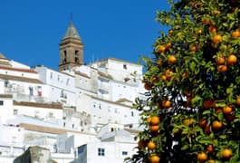 Spain andalucia cadiz alcornocales alcala gazules oranges